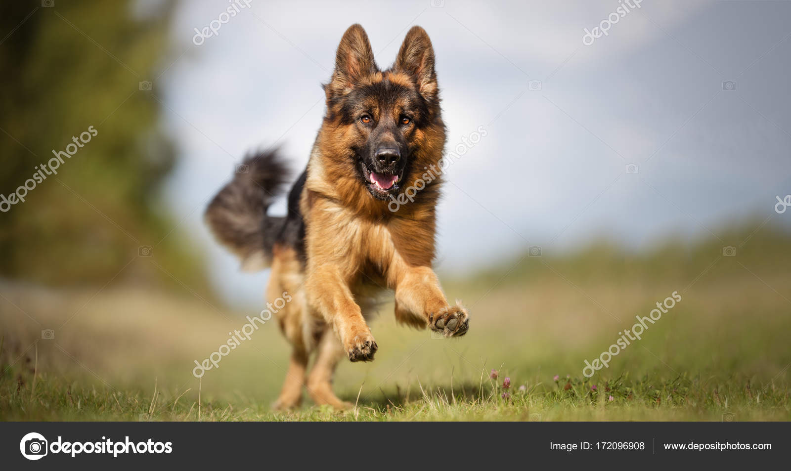 Милые щенки немецкой овчарки. Алмазная мозаика немецкая овчарка. Фото спящей собаки hd. Снятся добрые собаки овчарки. Овчарка на кровати.