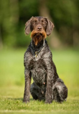 Köpek açık havada doğa içinde