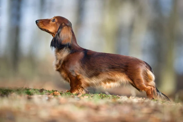 Mutlu köpek açık havada — Stok fotoğraf