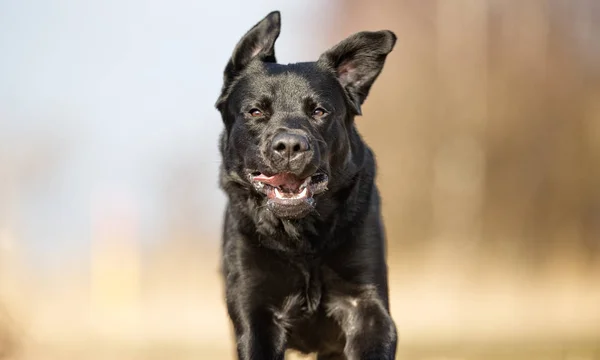 Labrador negro retriever —  Fotos de Stock