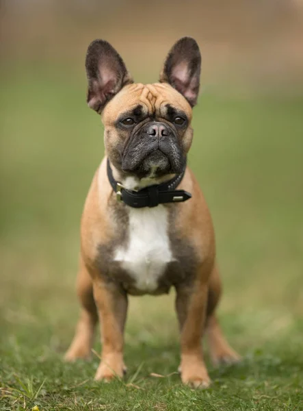 Buon cane all'aperto — Foto Stock