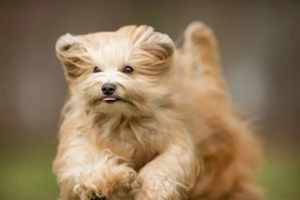 Bichon havanais Hund — Stockfoto
