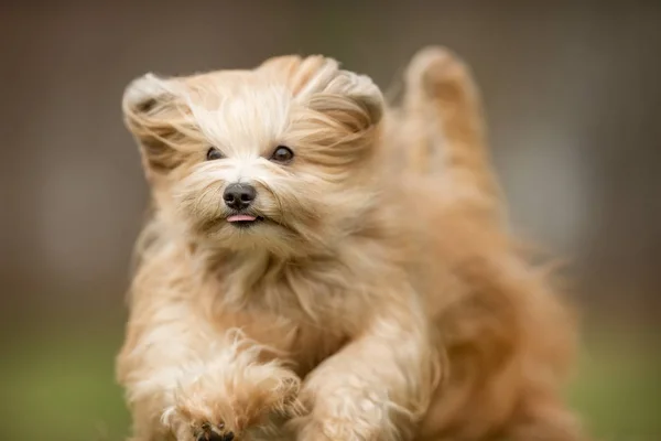 Cão Bichon Havanais — Fotografia de Stock