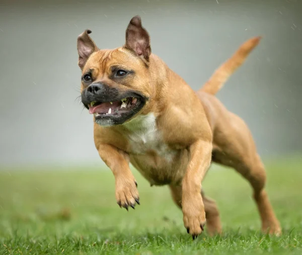 Happy dog outdoors — Stock Photo, Image