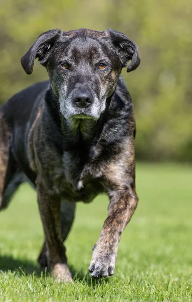 Cão no jardim — Fotografia de Stock