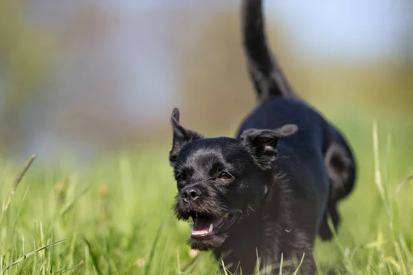 Gelukkige hond buiten — Stockfoto