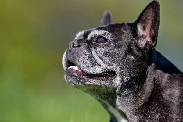 Glücklicher Hund im Freien — Stockfoto