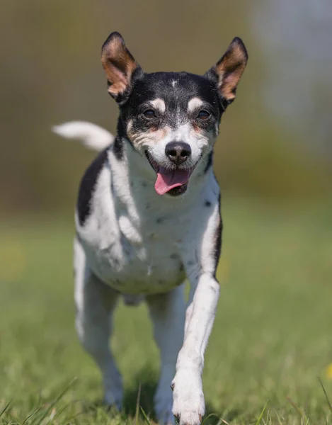 Danska Svenska gården hund — Stockfoto