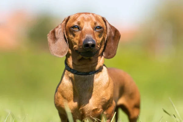 Mutlu köpek açık havada — Stok fotoğraf