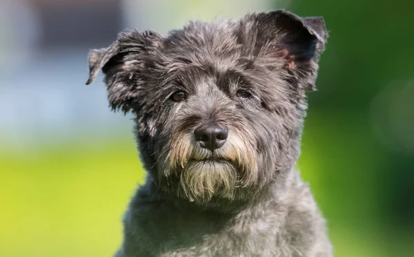 Cairn Terrier koira — kuvapankkivalokuva