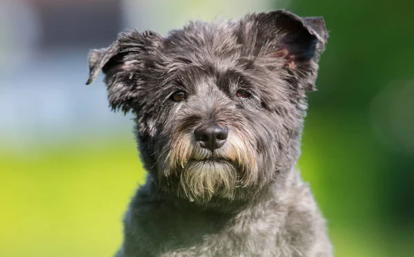 Cairn terrier cão — Fotografia de Stock