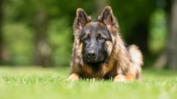 Cão pastor alemão — Fotografia de Stock