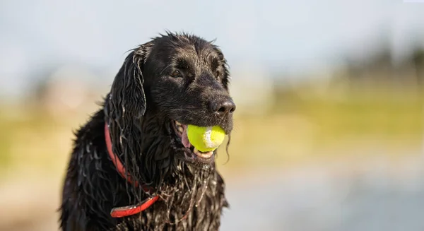 Cão feliz ao ar livre — Fotografia de Stock