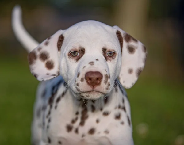 Cachorro cão dalmatian — Fotografia de Stock