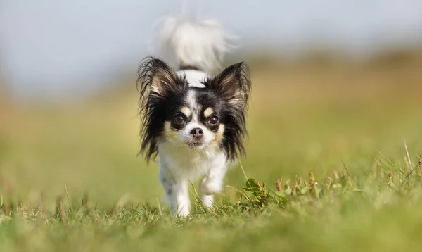 Buon cane all'aperto — Foto Stock