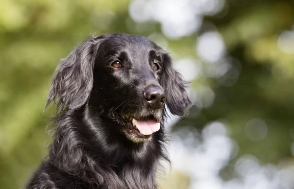 Flatcoated retriever dog — Stock Photo, Image