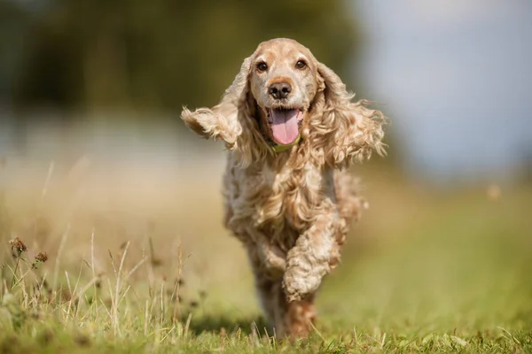 Cocker spaniel dog — Stock Photo, Image