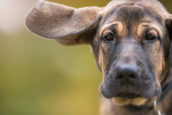 Perro feliz al aire libre — Foto de Stock