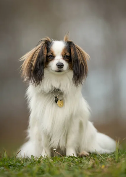 Kawaler król Karol Spaniel pies Obrazek Stockowy