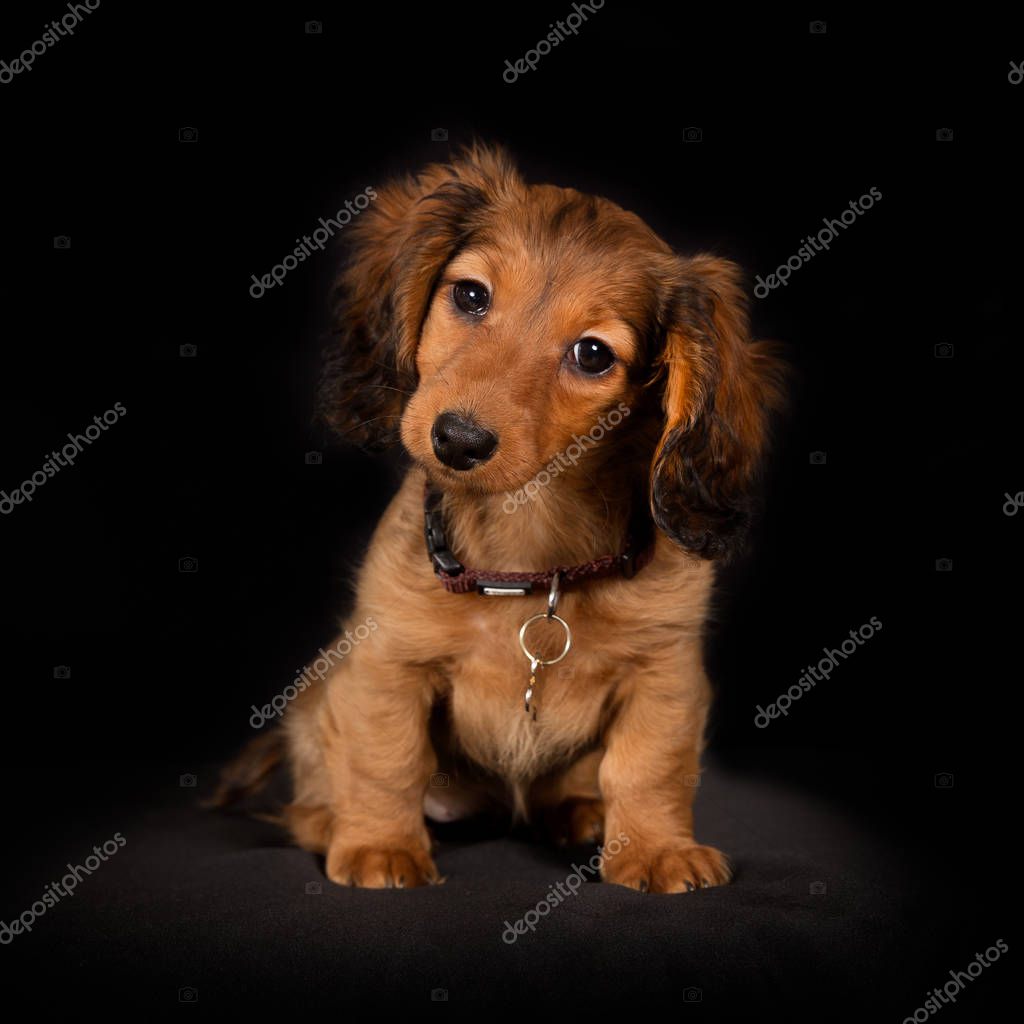 Junge Langhaar Dackel Hund Welpen — Stockfoto © Bigandt 172097098