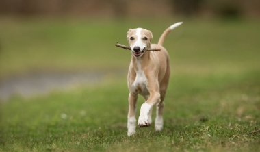 Rodezya ridgeback köpek