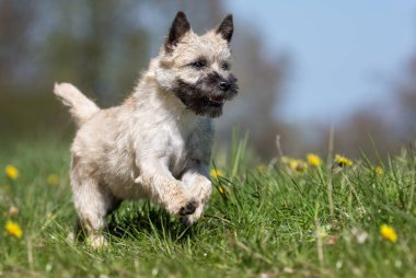 Terrier köpek