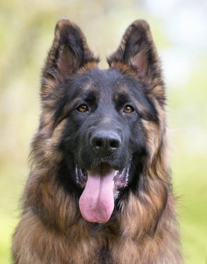 Alman çoban köpeği.