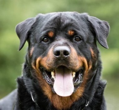 Rottweiler köpek