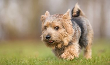 Terrier köpek