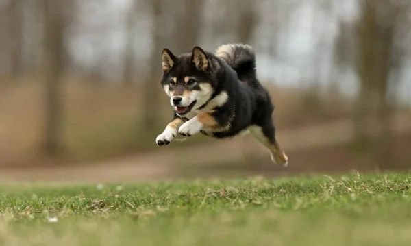 Anjing bahagia — Stok Foto