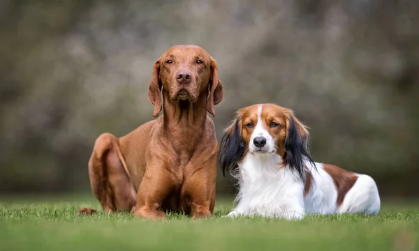 Hund im Garten — Stockfoto