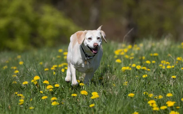 Labrador retriever köpek — Stok fotoğraf