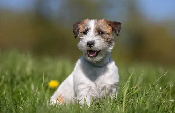 Jack Russell Terrier câine — Fotografie, imagine de stoc