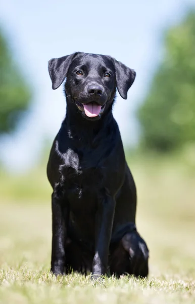 Labrador cane da recupero — Foto Stock