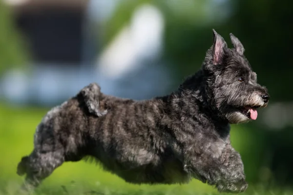 Cairn terrier perro —  Fotos de Stock
