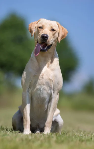 สุนัขรีทรีฟเวอร์ Labrador — ภาพถ่ายสต็อก