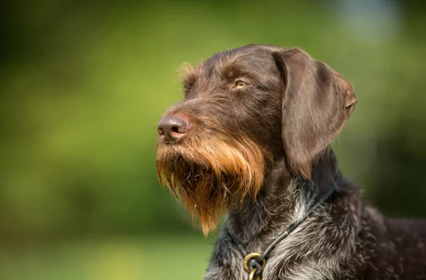 Köpek açık havada doğa içinde — Stok fotoğraf