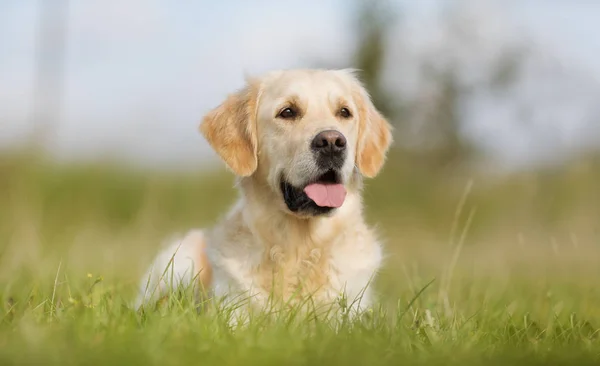 Zlatý retrívr mladých pes — Stock fotografie