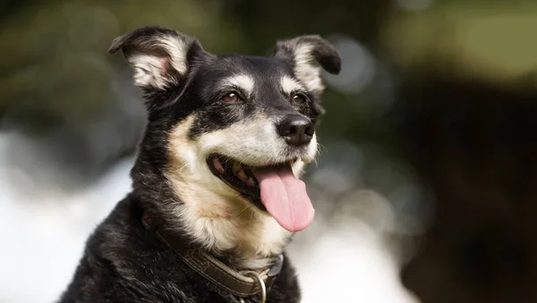 Gelukkige hond — Stockfoto