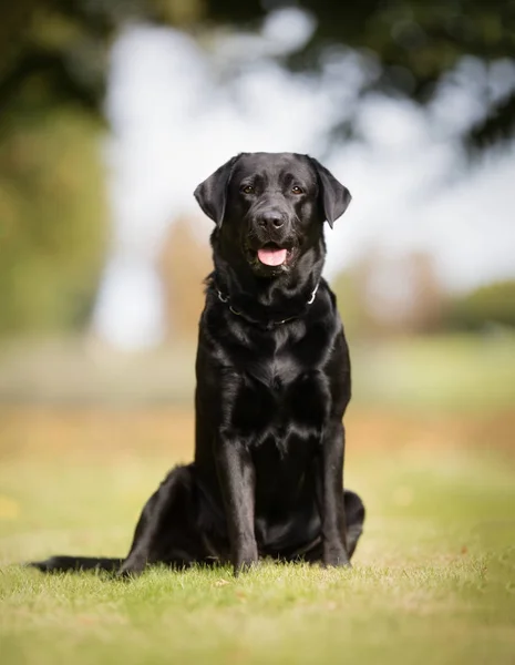 ブラックラブラドール犬 — ストック写真