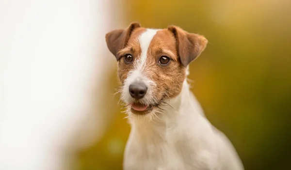 Jack Russel terrier câine — Fotografie, imagine de stoc