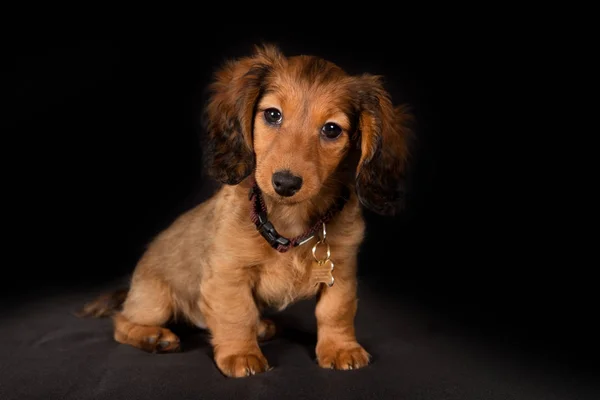 Cachorrinho de cão dachshund de cabelos compridos — Fotografia de Stock