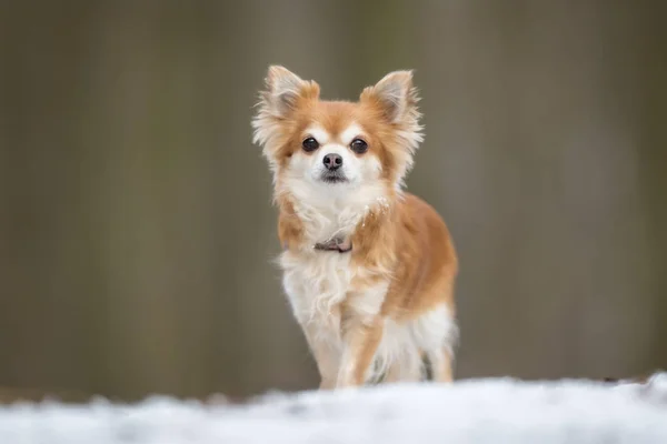 Pies Chihuahua Zdjęcie Stockowe