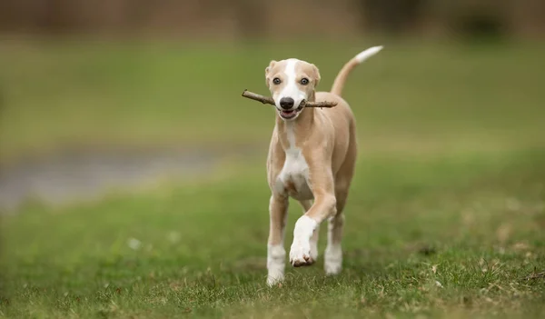 Pies rasy Rhodesian ridgeback Obrazy Stockowe bez tantiem