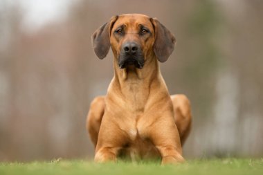 Köpek.