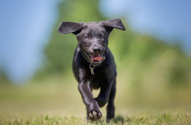 Labrador retriever köpek
