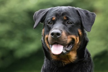 Rottweiler köpek