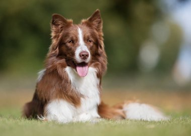 Köpek güneşli günü açık havada