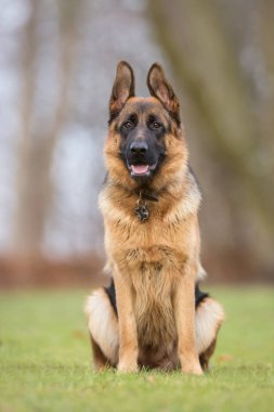 Alman çoban köpeği.