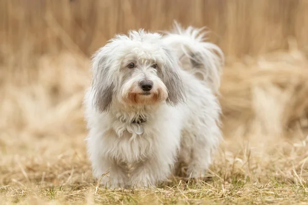 Cão Coton de Tulear — Fotografia de Stock